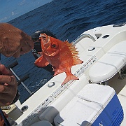 Picture 004